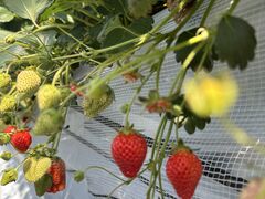 ���Ƃ�݂���̐V��_���ւ̓��e�ʐ^1