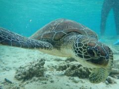 Ђ̂nico {Óւ̓eʐ^1