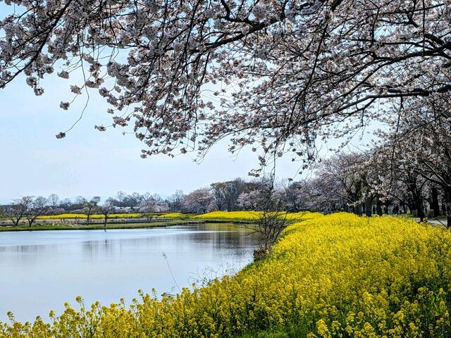 上堰潟公園】アクセス・営業時間・料金情報 - じゃらんnet