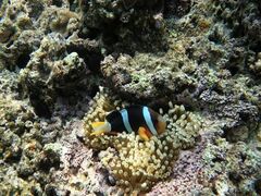 �˂˂���񂳂�̕��������ւ̓��e�ʐ^1