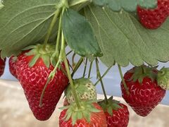 ̃Xgx[t@[21cRXւ̓eʐ^1