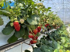 ̂ԂCiel farm(VGt@[jւ̓eʐ^1