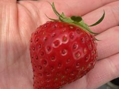 ݁[񂳂̂܂ނ_ւ̓eʐ^1