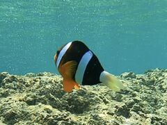 ��������̕��������ւ̓��e�ʐ^1