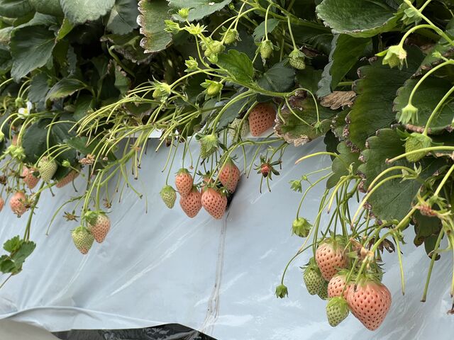 �W�Ⴂ����_���c��������