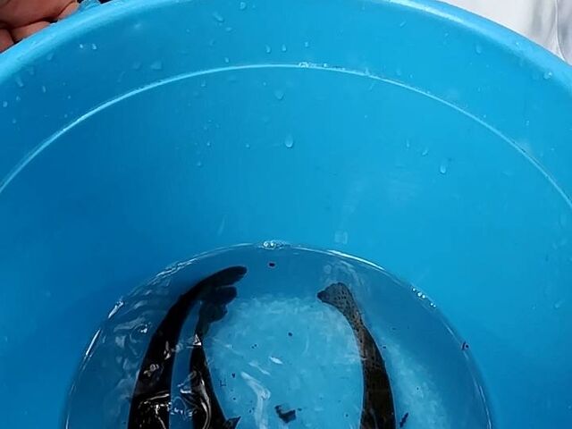 ���肪�Ƃ��B_���ҁ@�Ñ�