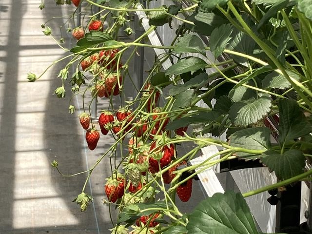 �󒆂ɂԂ牺�����Ă���̂ŁA���n���y����I_�Ƃ悳��t�@�[����������