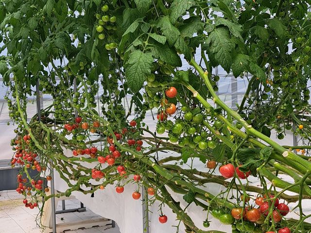 �g�}�g_���肪�ݔ_��