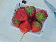 �Ղ�����̑�Ɣ_���ւ̓��e�ʐ^1