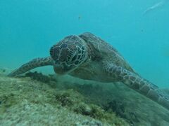 ӂ݂̃I[X[Vm[P{Óւ̓eʐ^1