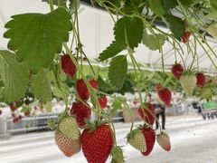 ̂񂳂ichigos Yokohama-C`SXlւ̓eʐ^1