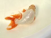 ΂񂳂̑卪{w̓eʐ^2