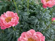 ΂񂳂̑卪{w̓eʐ^4