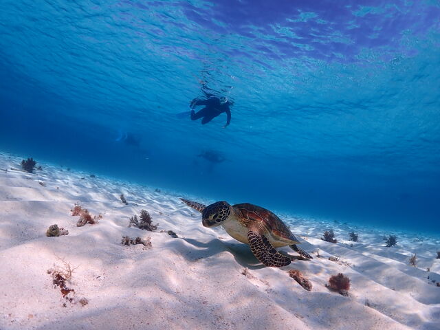 �C�T����Ɖ�܂���_���d�����}�����n�[�g�{�Ó�