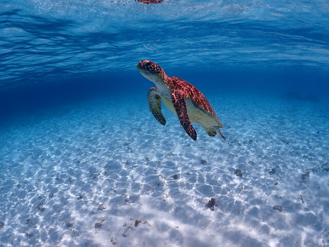 �X�^�b�t����̃J�����ŎB�����C�T����_���d�����}�����n�[�g�{�Ó�