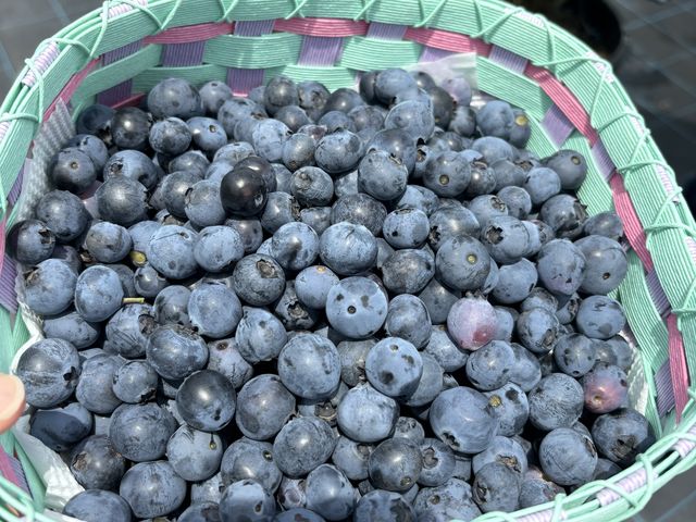 �ʓr�����Ă�����āA�����A����o���܂��B�ߏ��̗F�l�̂��y�Y�ɂ��܂����B_�����u���[�x���[��