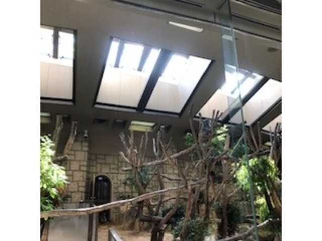 コアラ_東山動植物園