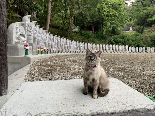 �܂܂��񂳂�̕��ꎛ�̓��e�ʐ^1