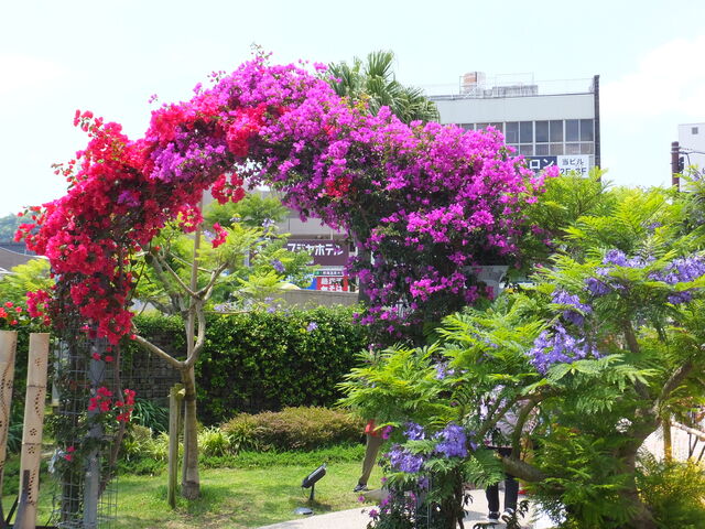 �V�����̃u�[�Q���r���A�̃A�[�`_�W���J�����_