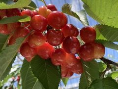 ݂񂳂̂܂悵ʎւ̓eʐ^1