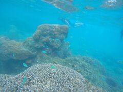 ܂̃I[X[Vm[P{Óւ̓eʐ^1