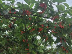 ܂̂܂悵ʎւ̓eʐ^1