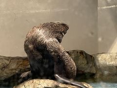 VtNẼ}NZ ANAp[Niւ̓eʐ^1