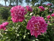 炳̉Ԃ̐XEV_RK[f̓eʐ^2