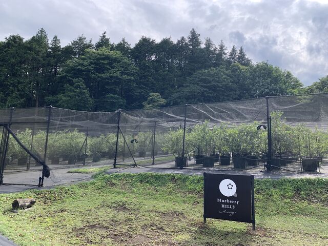 ���R�Ɉ͂܂ꂽ�Â��ȏꏊ�ł��B_Blueberry HILLS ����