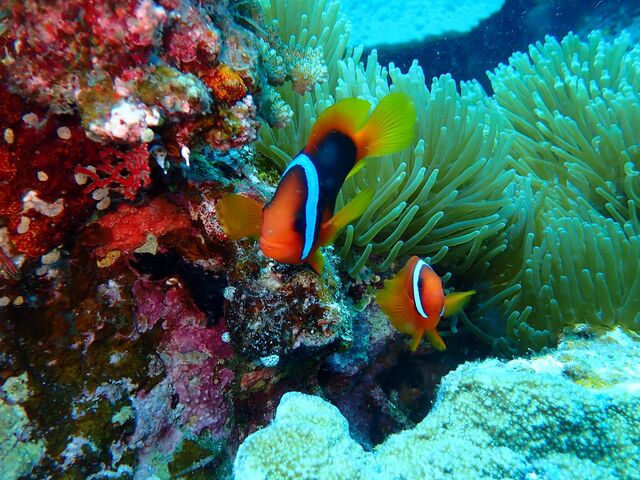 �D���Ȃ���_�_�C�r���O�V���b�vBLUEZONE