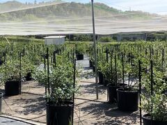 THE BLUE mountain berry farmւ̓eʐ^1