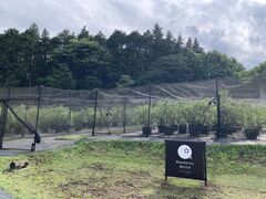 `RBlueberry HILLS ւ̓eʐ^1