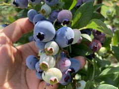 ���܂�����̐X�̕��_���ւ̓��e�ʐ^1