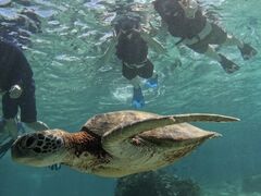 AyũI[X[Vm[P{Óւ̓eʐ^1