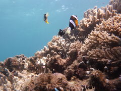 _CrOVbvTI.OCEAN̎ʐ^1