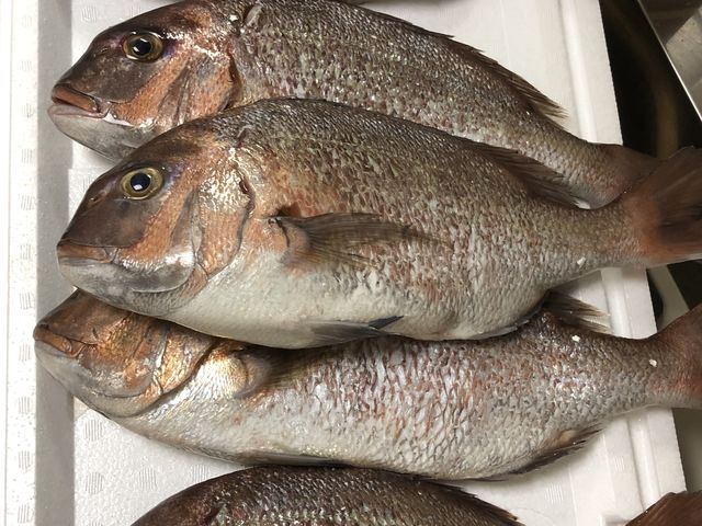 v̊O₪悭ނ܂BX^[g}͑◦߂ȂƎv܂B_ԌނxZ^[