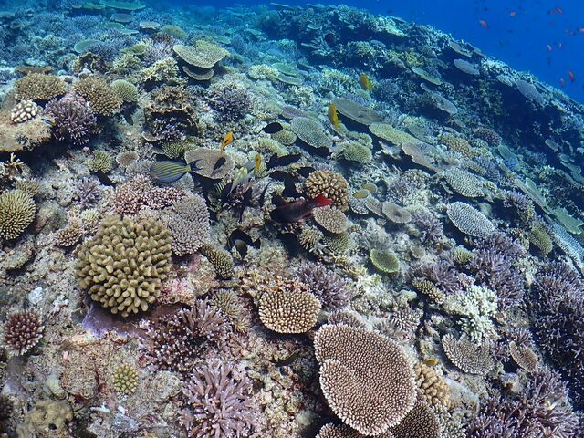 �L���C�ȎX���_���d�����}�����n�[�g�{�Ó�