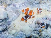 ꐶ̃V[X}CΊ_̓eʐ^1