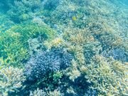 ꐶ̃V[X}CΊ_̓eʐ^2