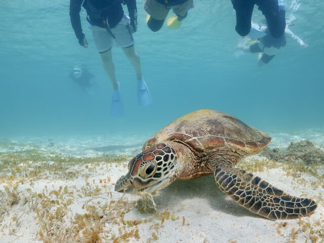 �E�~�K���̊炪�����I_Lilo Miyakojima