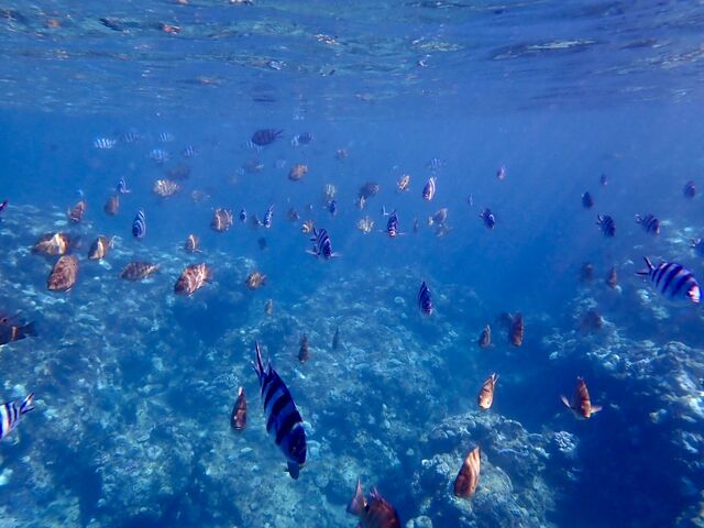 ��������̎�ނ̋�����������_����}�����T�[�r�X�u���[�P�[�u