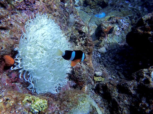 �j�������܂���_����}�����T�[�r�X�u���[�P�[�u