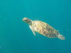 ₳SHISHIΊ_ւ̓eʐ^1