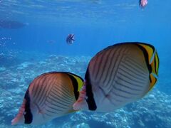 񂳂̃_CrOVbv@SeaFreeւ̓eʐ^1