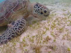 䂩҂􂳂̋{blue܂ق΂ւ̓eʐ^1