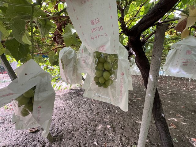 �^�����Ɏ������V���C���}�X�J�b�g_�܂邹���_�� �Ԃǂ����