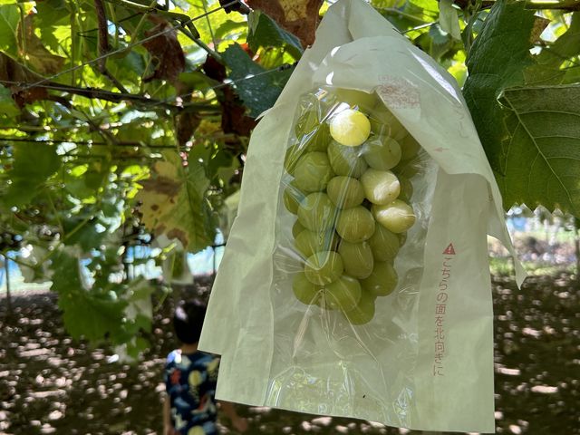 �ꗱ�ꗱ���Ƃ��Ă��傫���Đl���ŐH�ׂ����̃V���C���}�X�J�b�g��1�Ԕ������������ł��I_�܂邹���_�� �Ԃǂ����