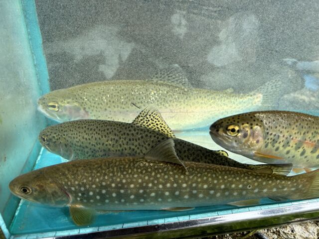 �މ�_NORTH GLAMPER�x�ǖ�