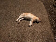 񂳂񂳂̃lقւ̓eʐ^2