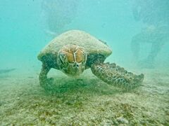 kanOCEAN LIFEւ̓eʐ^1